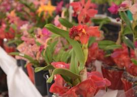 17-exposicao-de-orquideas-acontece-neste-final-de-semana.jpg