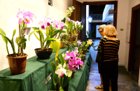 18-exposicao-de-orquideas-reforca-tradicao-e-valorizacao-da-natureza-em-ilhabela-3.png