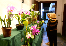 18-exposicao-de-orquideas-reforca-tradicao-e-valorizacao-da-natureza-em-ilhabela-3.png