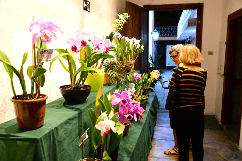 18-exposicao-de-orquideas-reforca-tradicao-e-valorizacao-da-natureza-em-ilhabela-3.png