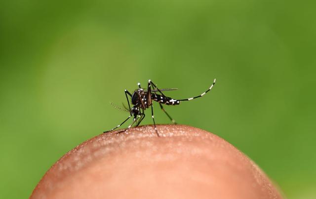 dengue-em-criancas.jpg