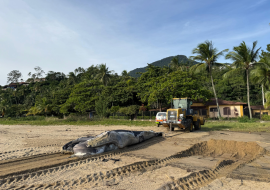 ilhabela-registra-encalhe-de-baleia-jubarte-e-manejo-da-carcaca-segue-protocolo-ambiental-com-apoio-da-prefeitura.png