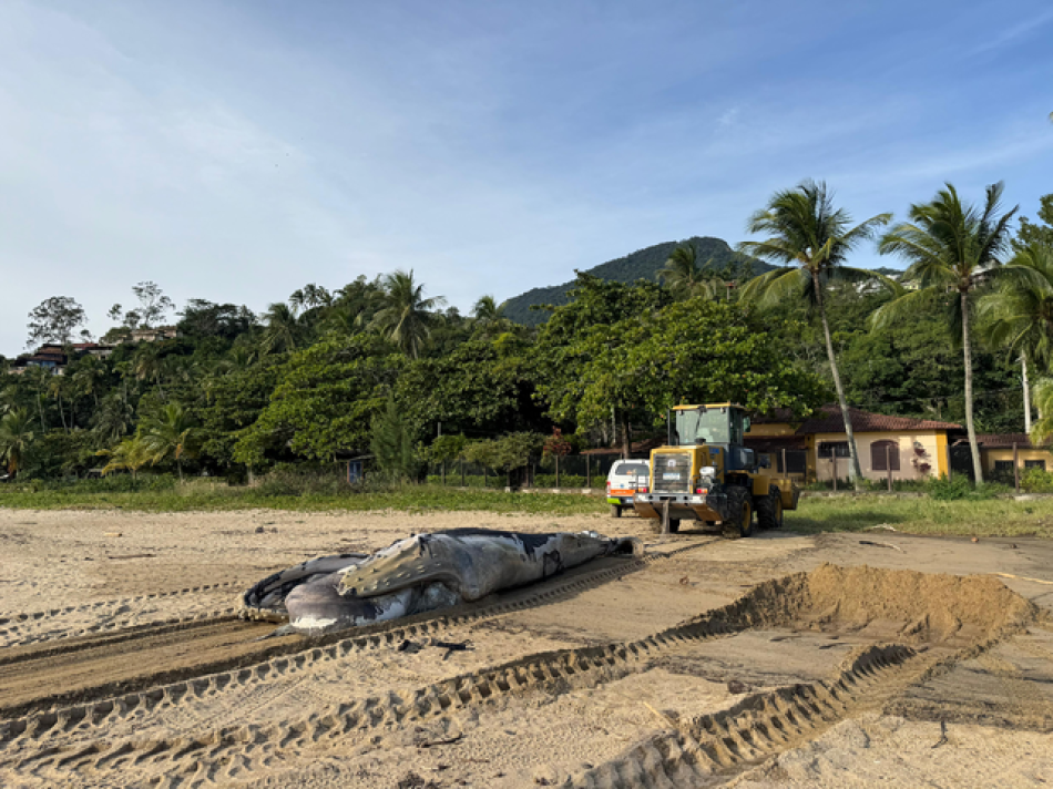 ilhabela-registra-encalhe-de-baleia-jubarte-e-manejo-da-carcaca-segue-protocolo-ambiental-com-apoio-da-prefeitura.png