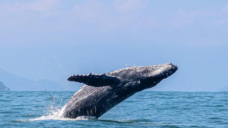 ilhabela-se-prepara-para-temporada-de-baleias-2026-apos-ano-recorde.jpg